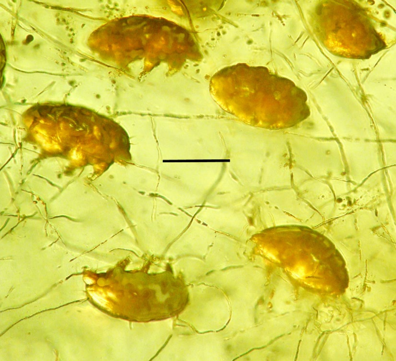 Adult mold pigs in amber.
